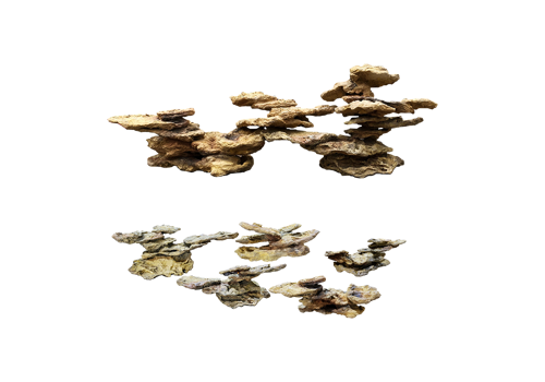 H 1 - Reef
