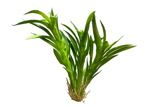 Z 1 Model - Aquarium Plant