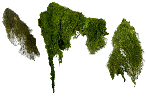 Z 10 Model - Aquarium Plant