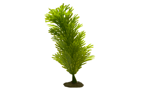 Z 4 Model - Aquarium Plant
