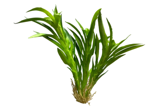 Z Models - Plants